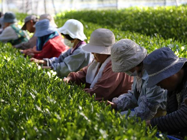 碧園 お茶の純平