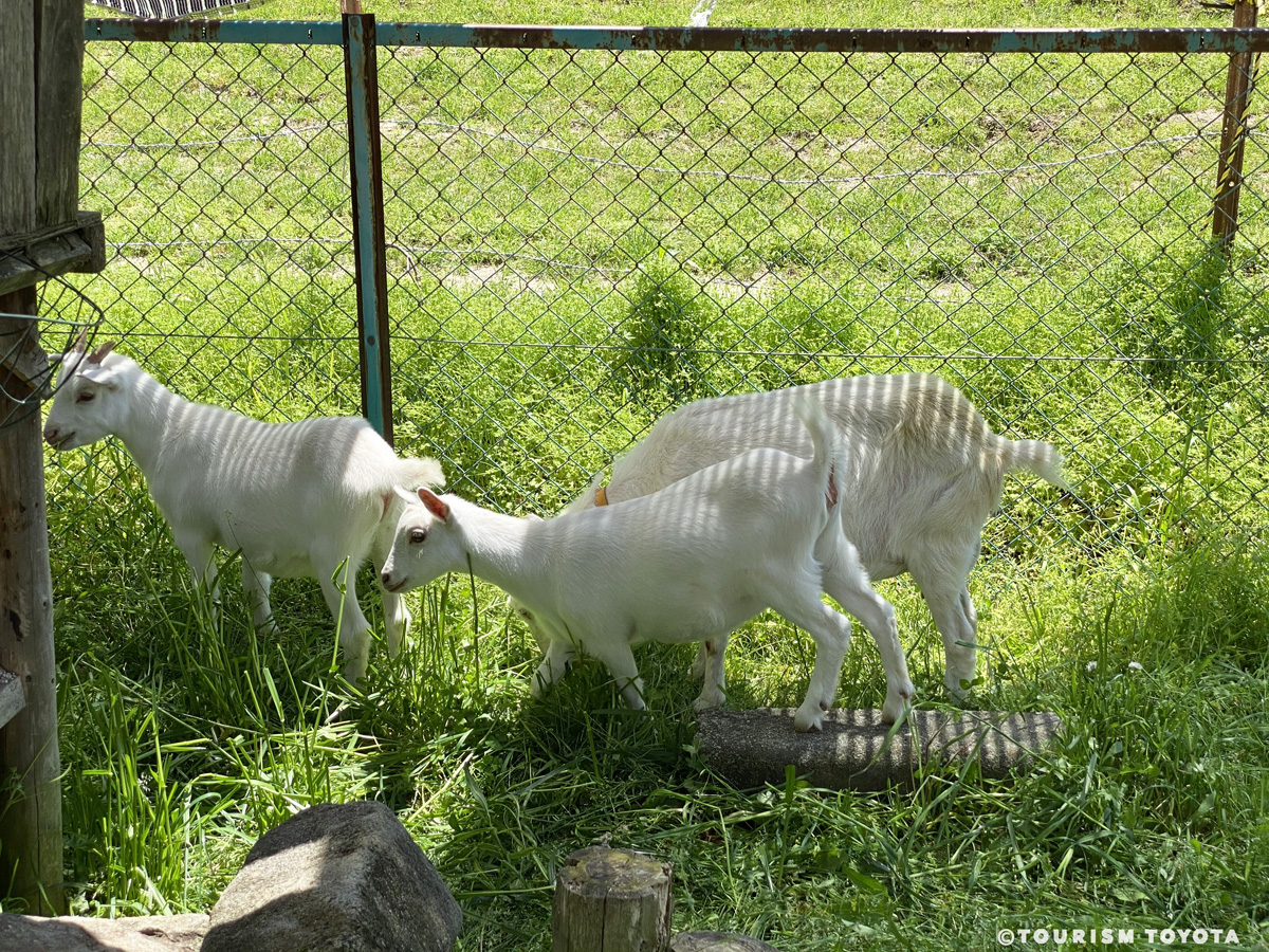 ふれあい動物園