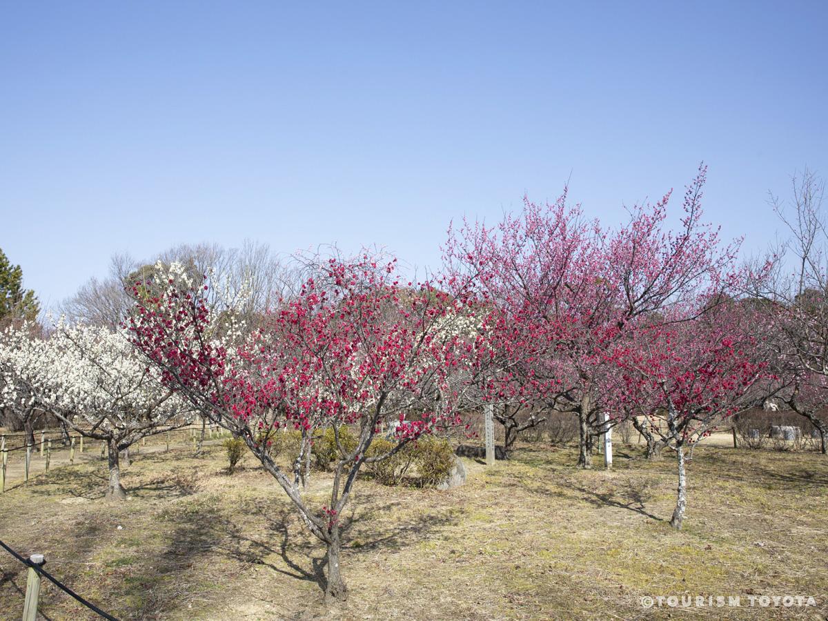 平芝公园梅花节