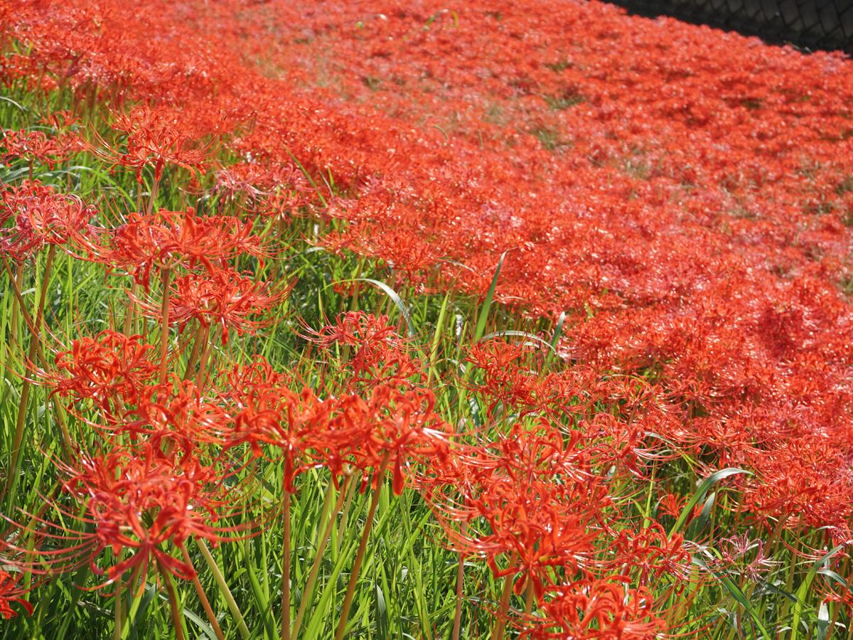 Red Spider Lilies of the Aizumame River