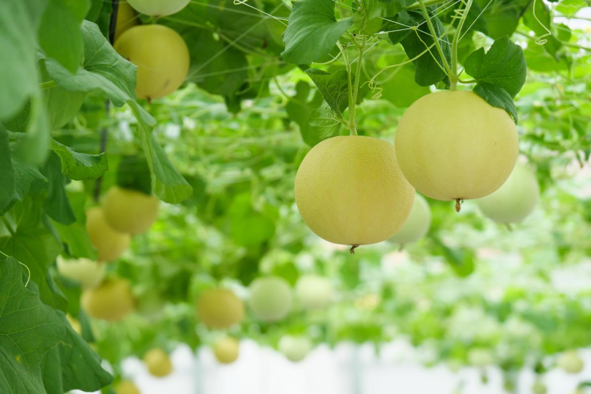 ありがとう!ころたんフェア