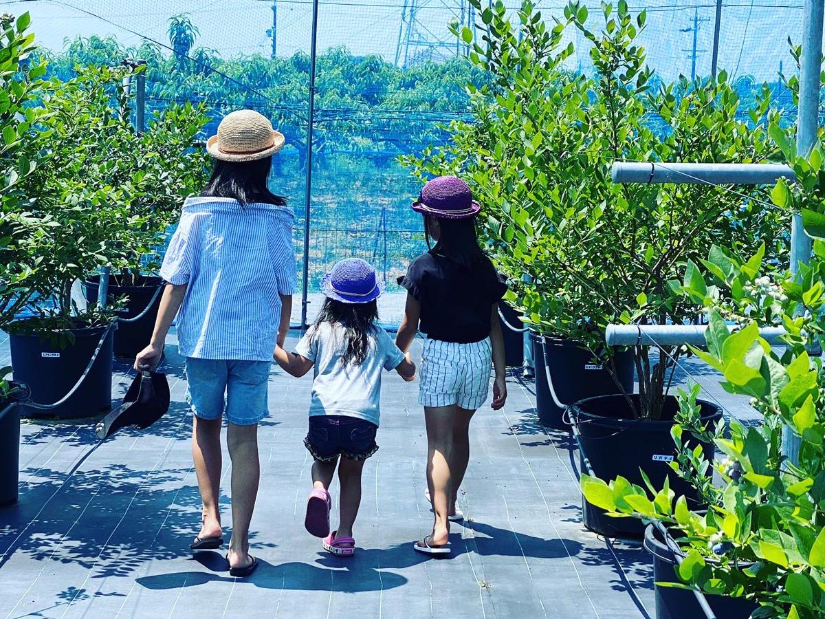 フフラ ベリーガーデン　ブルーベリー狩り