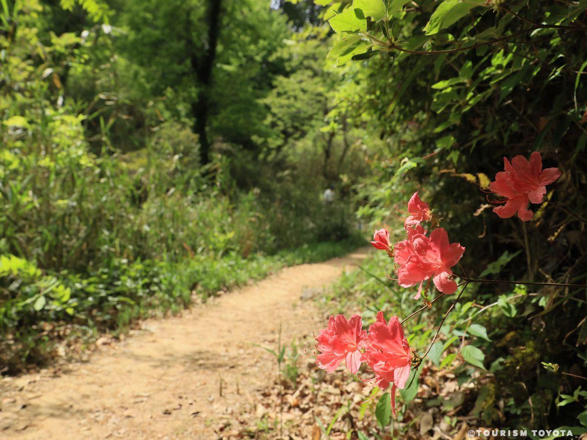 豊田市自然観察の森