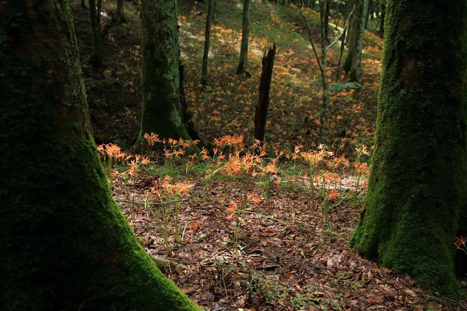 オオキツネノカミソリ