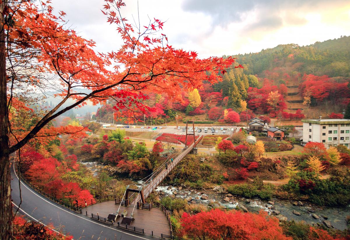 丰田市 稻武 红叶节