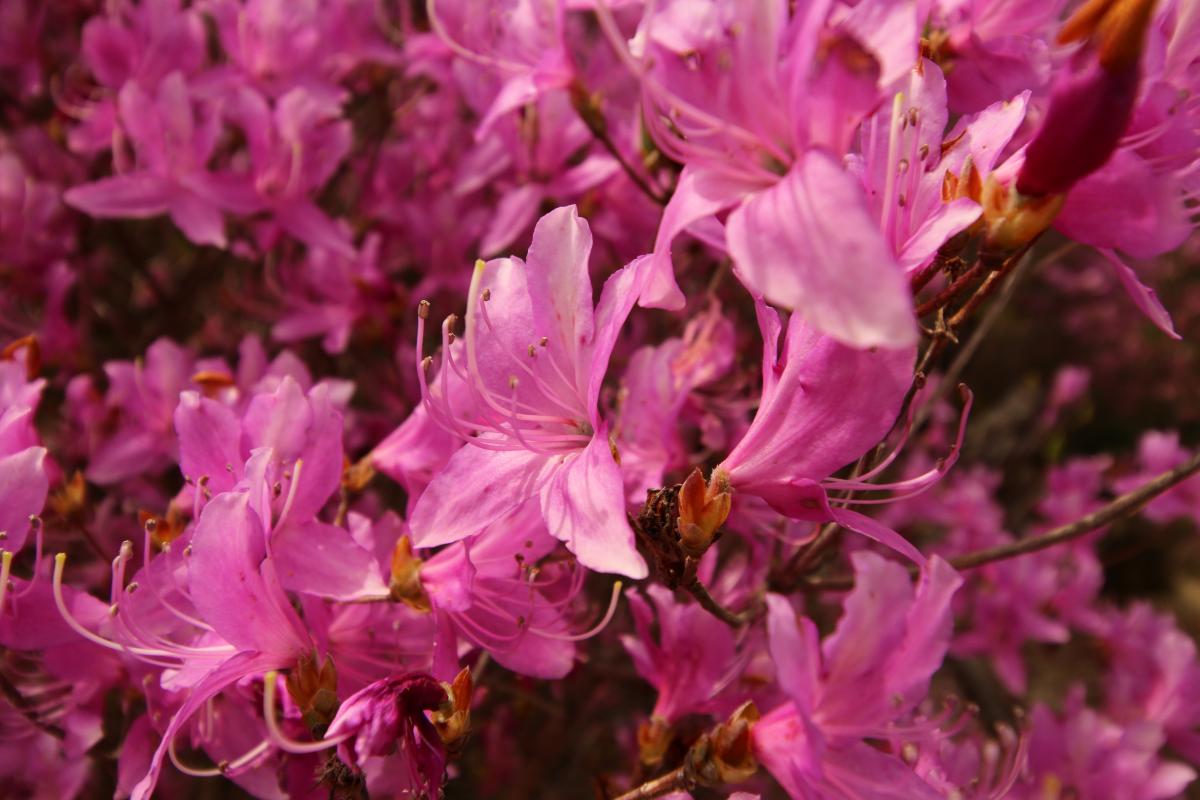 コバノミツバツツジ