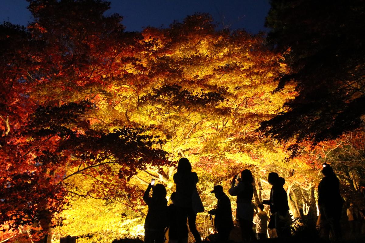 丰田市 稻武 红叶节