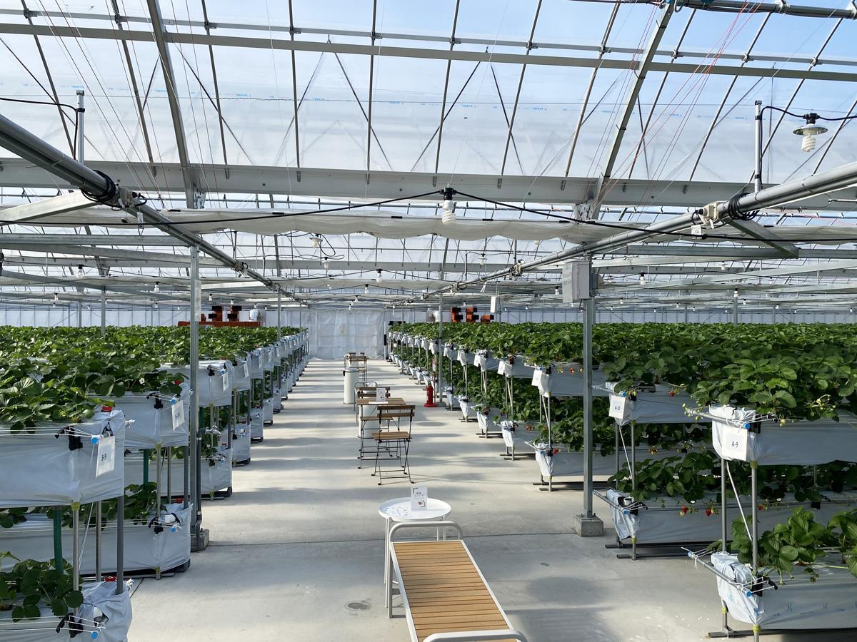 สวนสตรอว์เบอร์รีมิฟุเนะ