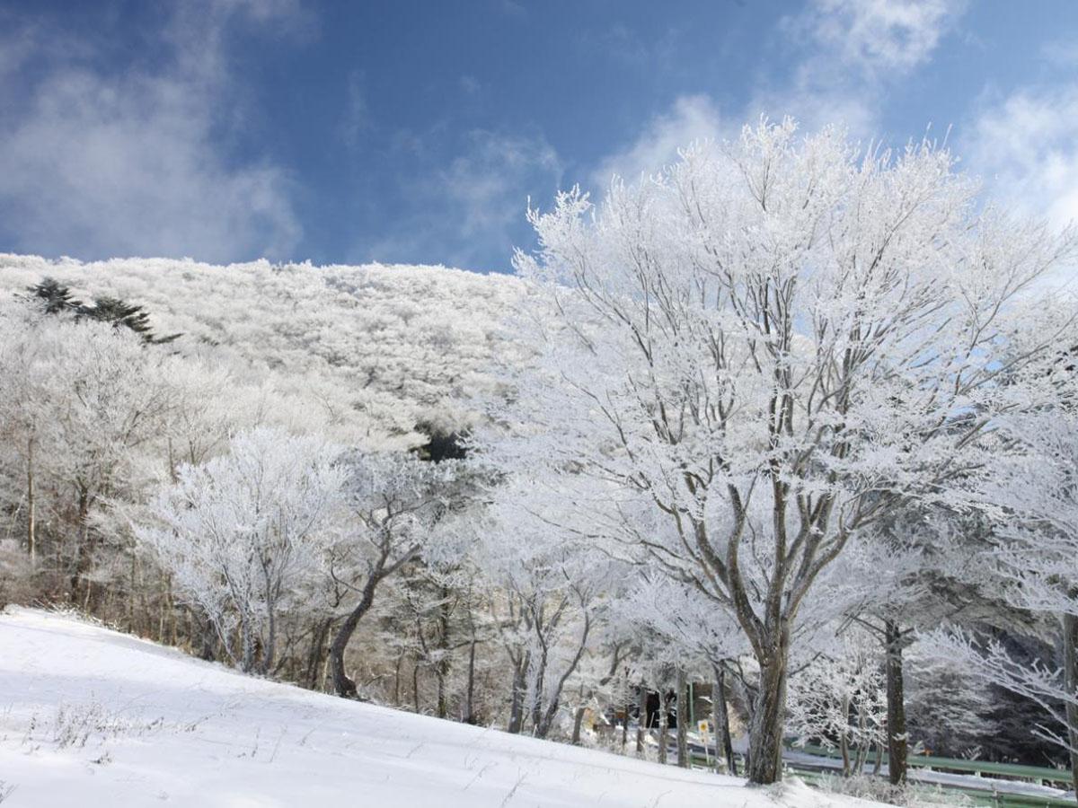 面ノ木園地の樹氷