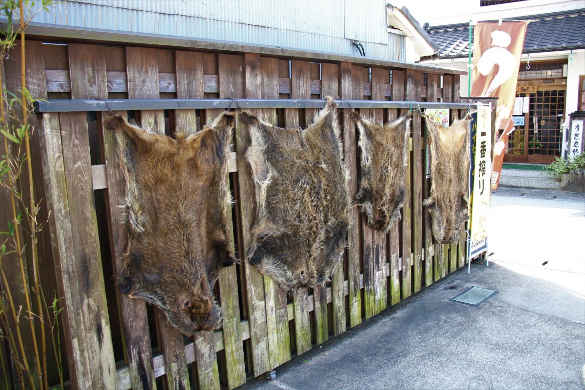 当季料理　井筒龟