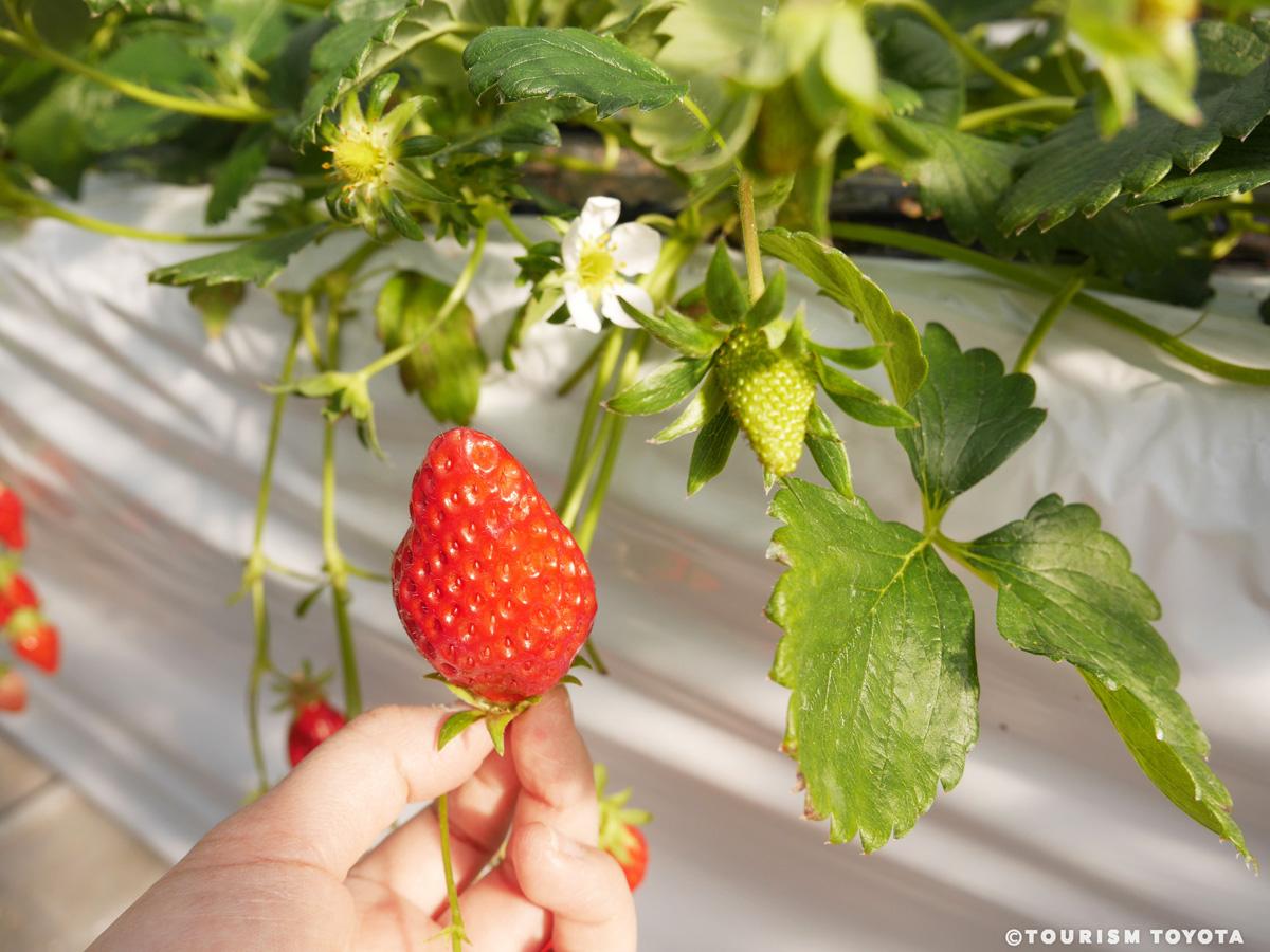 うめこう桃梨苺園