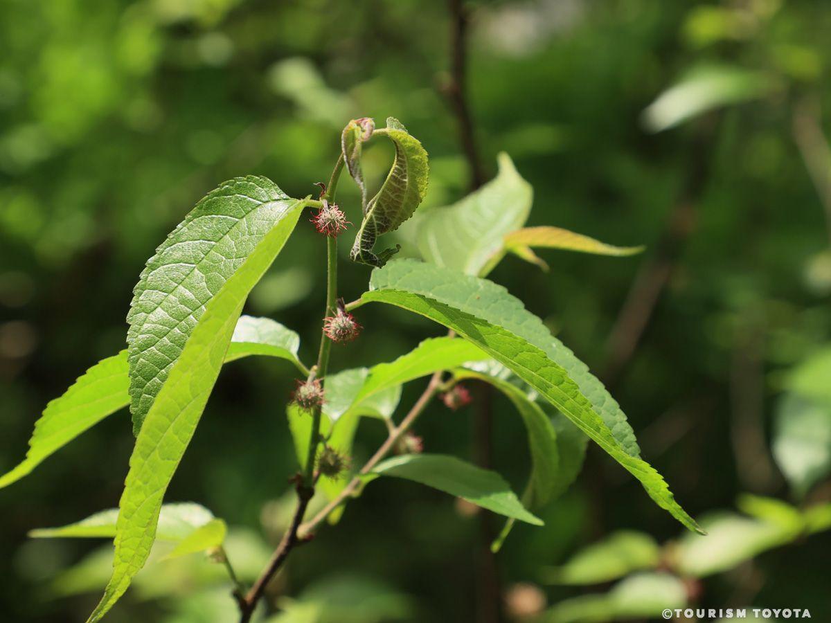 豊田市自然観察の森
