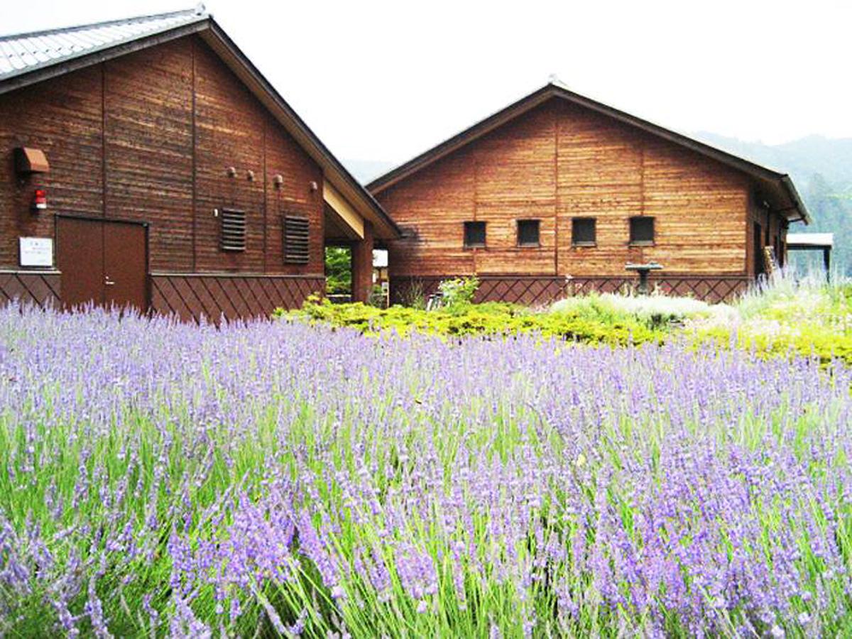 どんぐり工房 ラベンダー