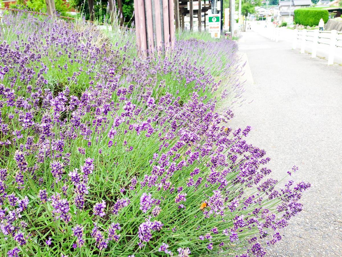 どんぐり工房 ラベンダー