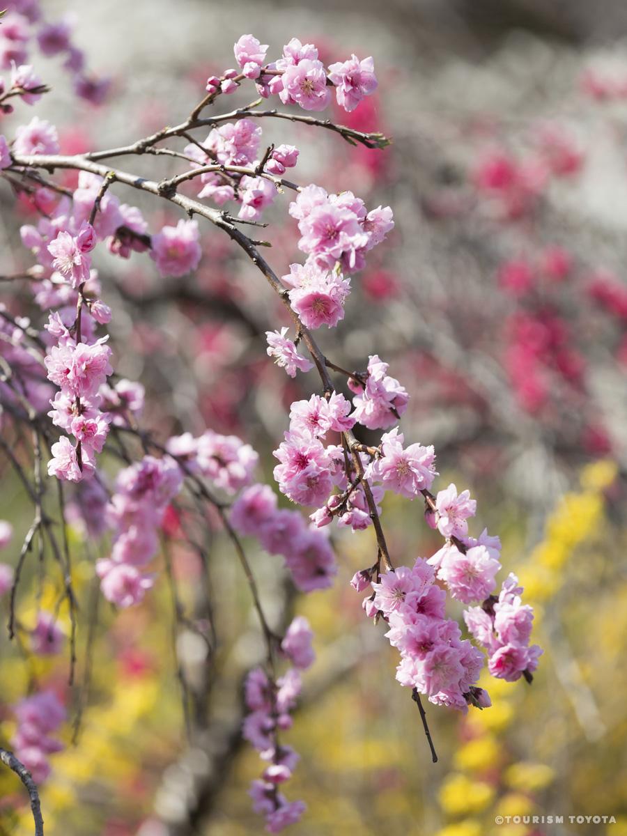 上中のしだれ桃