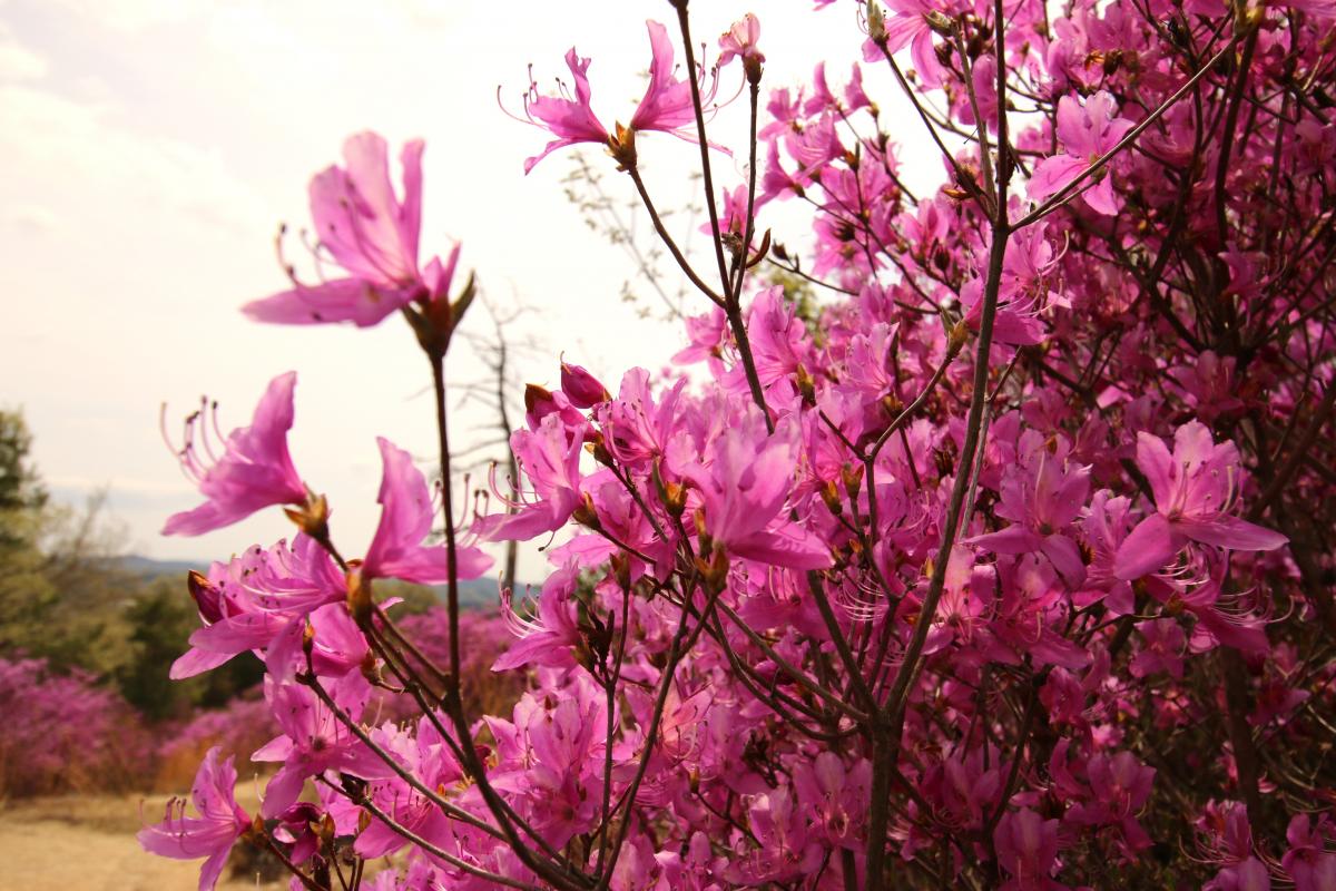 コバノミツバツツジ