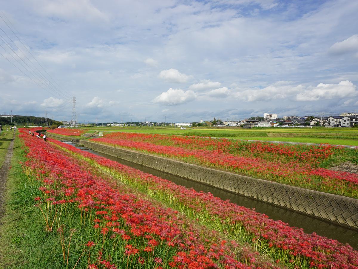 Red Spider Lilies of the Aizumame River