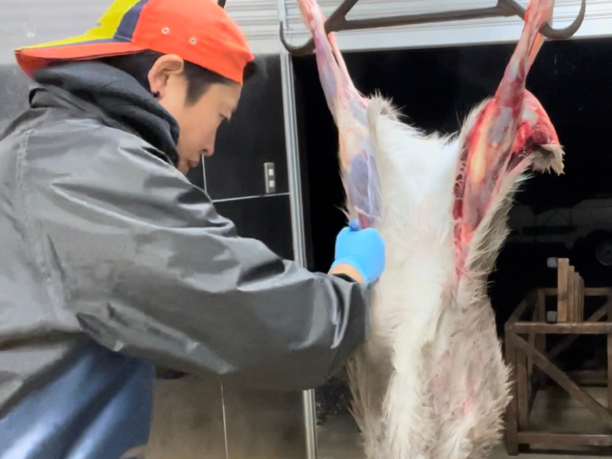 猪鹿工房山恵　鹿の解体イベント