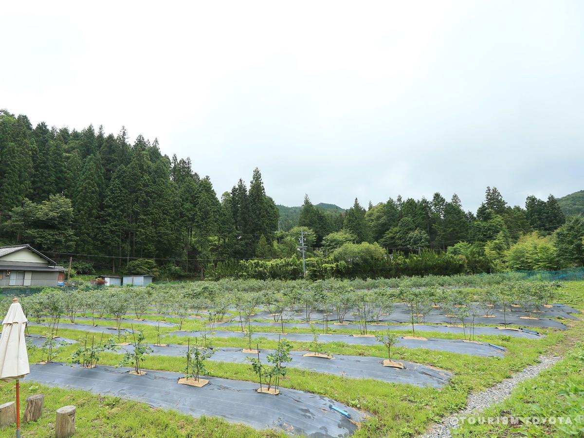 Blueberry-no-Komichi