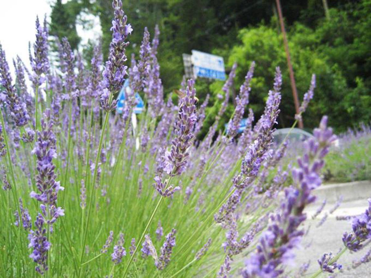 どんぐり工房 ラベンダー