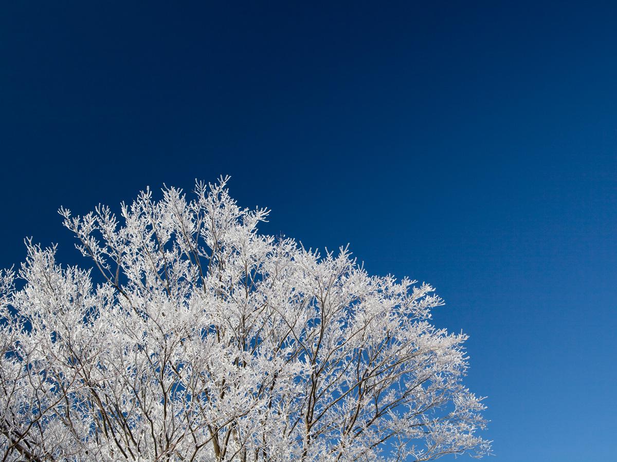 面ノ木園地の樹氷