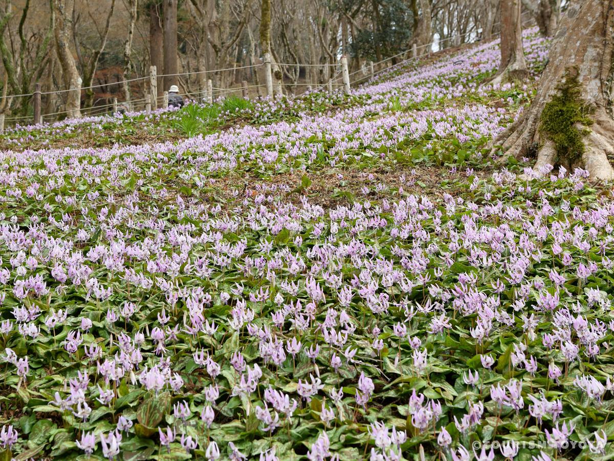 เนินดอกเอเชียนฟอนลิลลี่แห่งอาสึเกะ (Katakuri Asian Fawnlily Colony of Asuke)