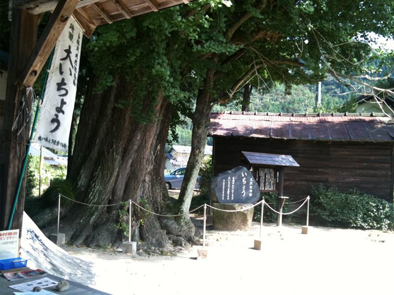 時瀬の大イチョウ