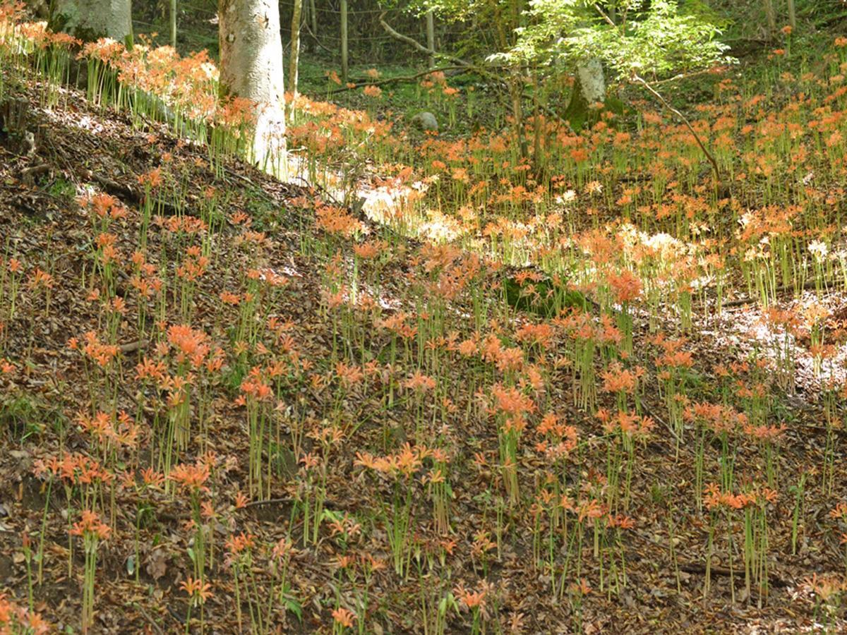 Kitsune no Kamisori Orange Spider Lilies