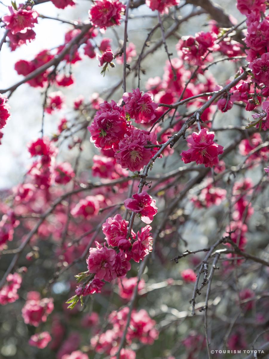 上中のしだれ桃