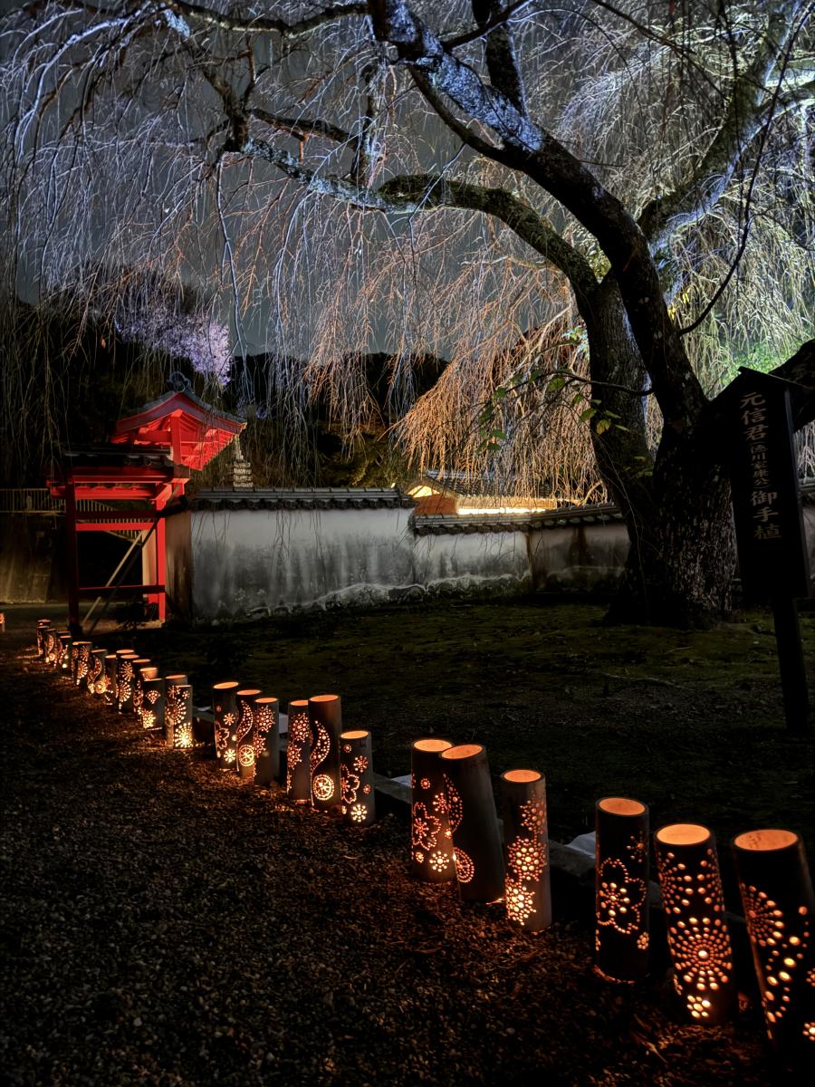 松平郷天下泰平の竹あかり | 【公式】愛知県豊田市の観光サイト