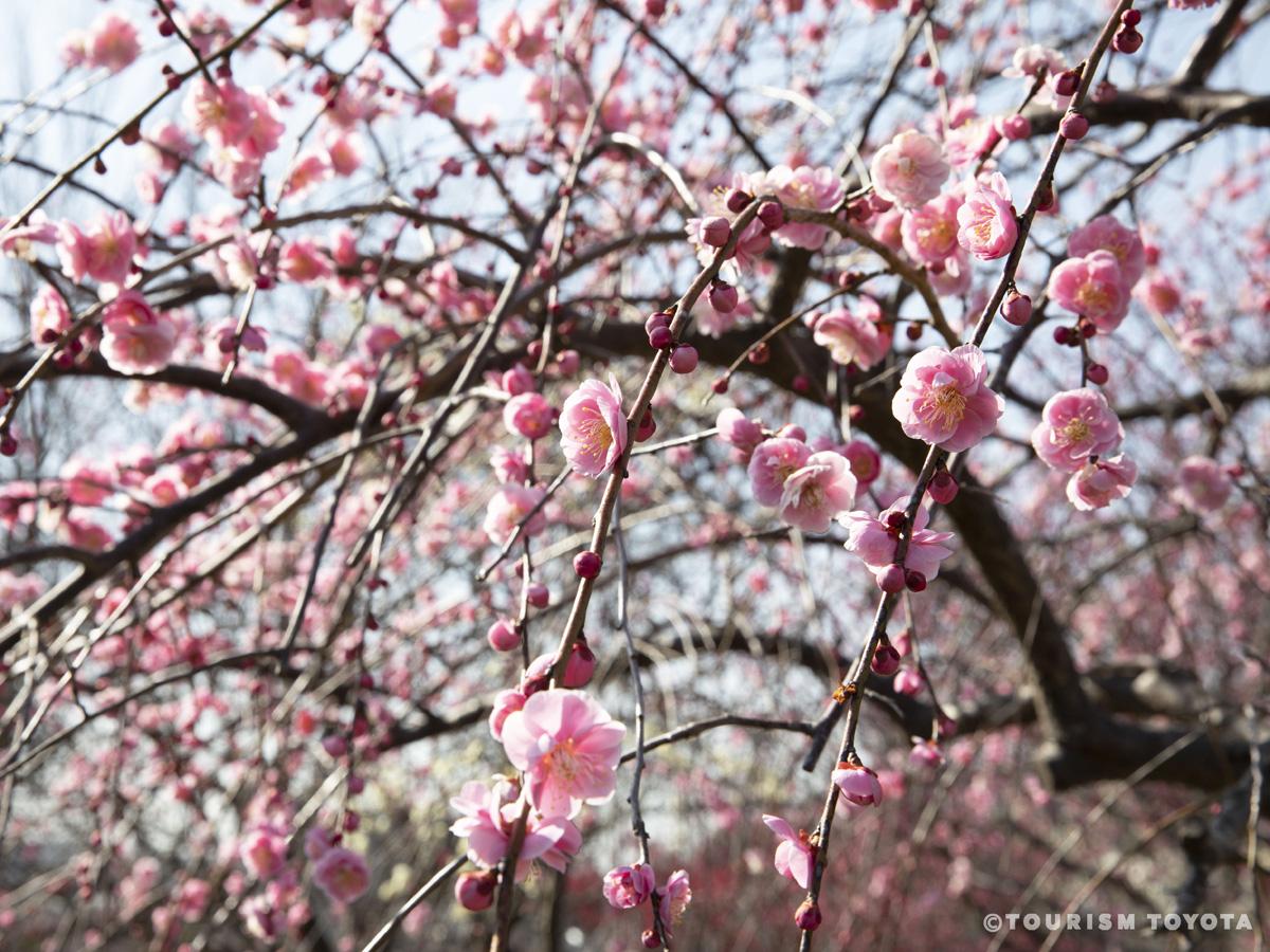平芝公园梅花节