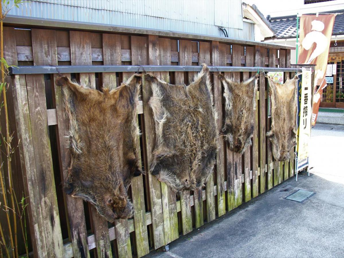 季節料理　井筒亀(いづかめ)