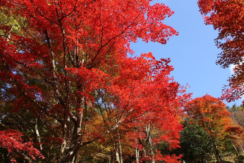 稲武もみじまつり