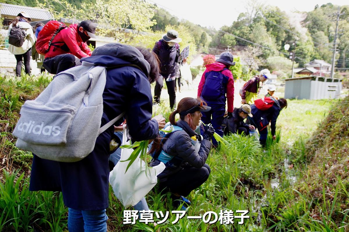 野草ツアー