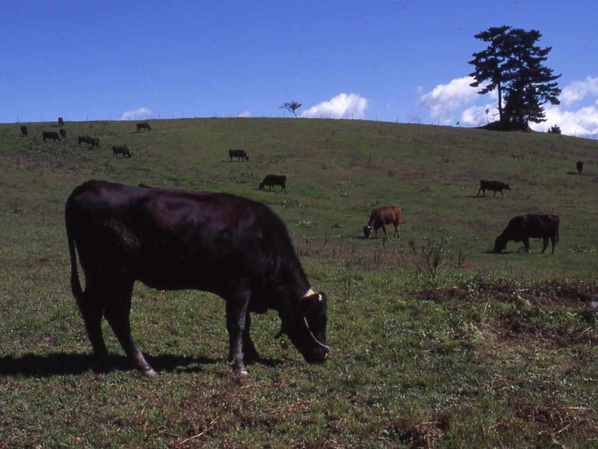 三河高原・三河高原キャンプ村