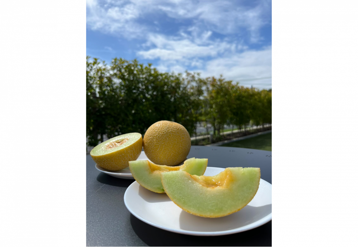 ありがとう!ころたんフェア