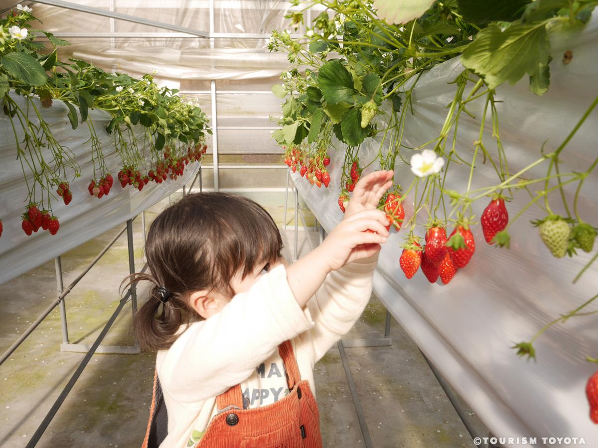 うめこう桃梨苺園