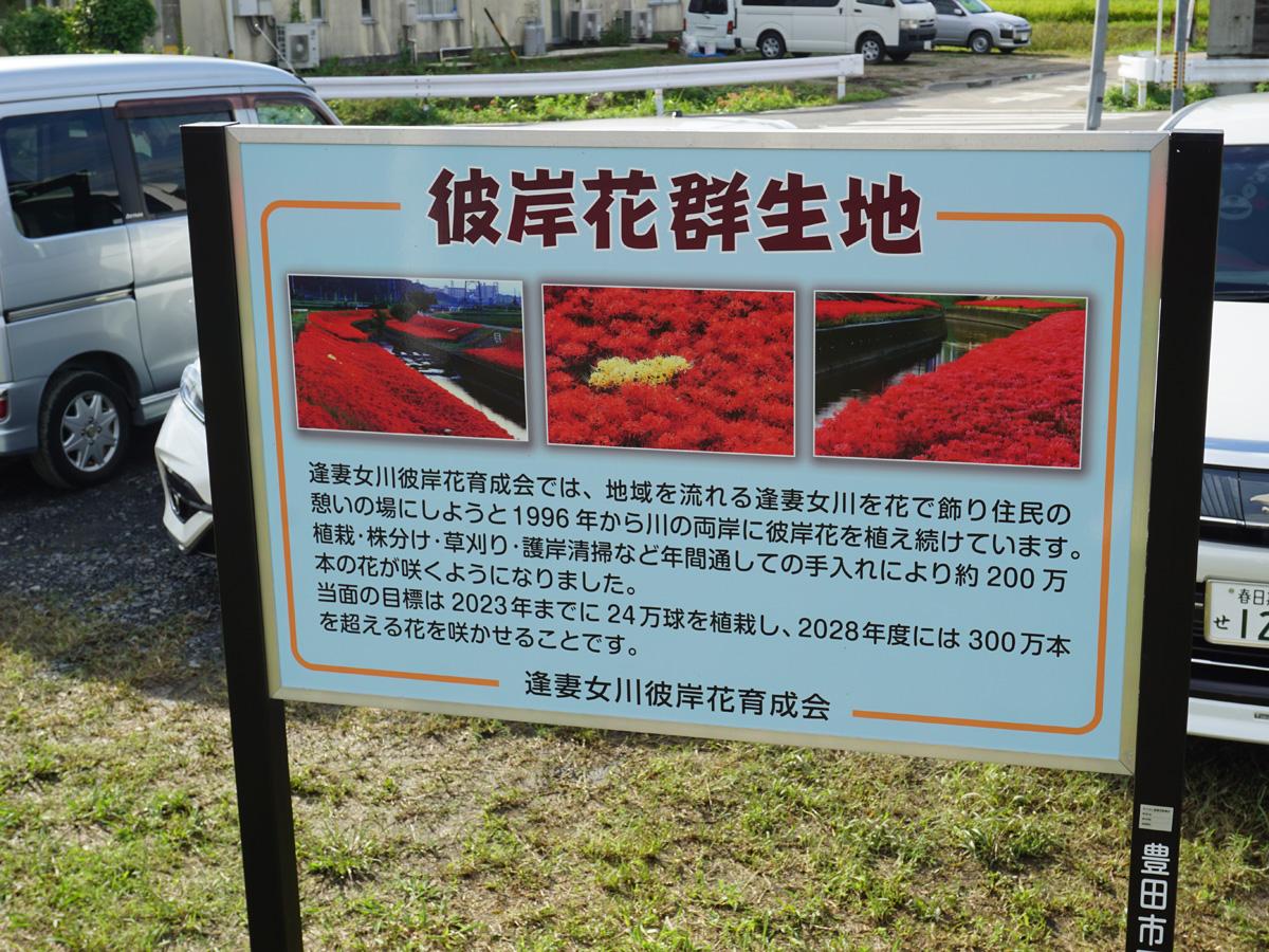 Red Spider Lilies of the Aizumame River