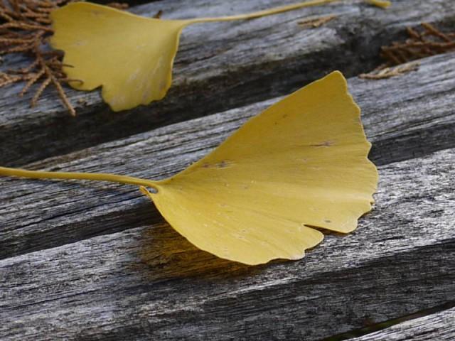 時瀬の大イチョウ