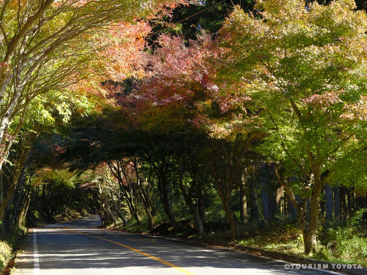 Maple Leaves Road (Momiji Kaido)