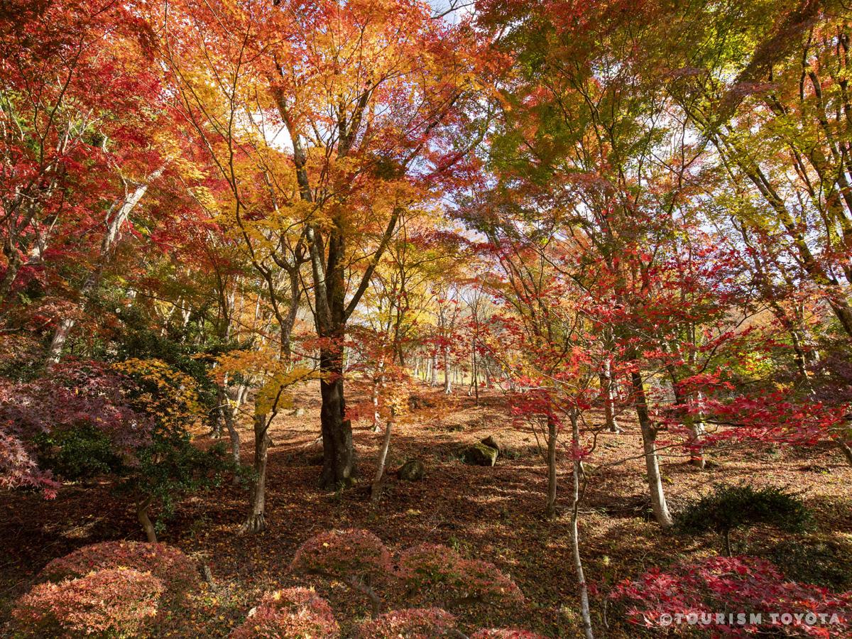 丰田市 稻武 红叶节