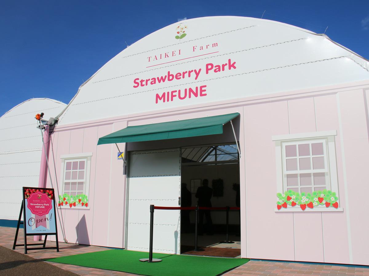 Strawberry Park Mifune