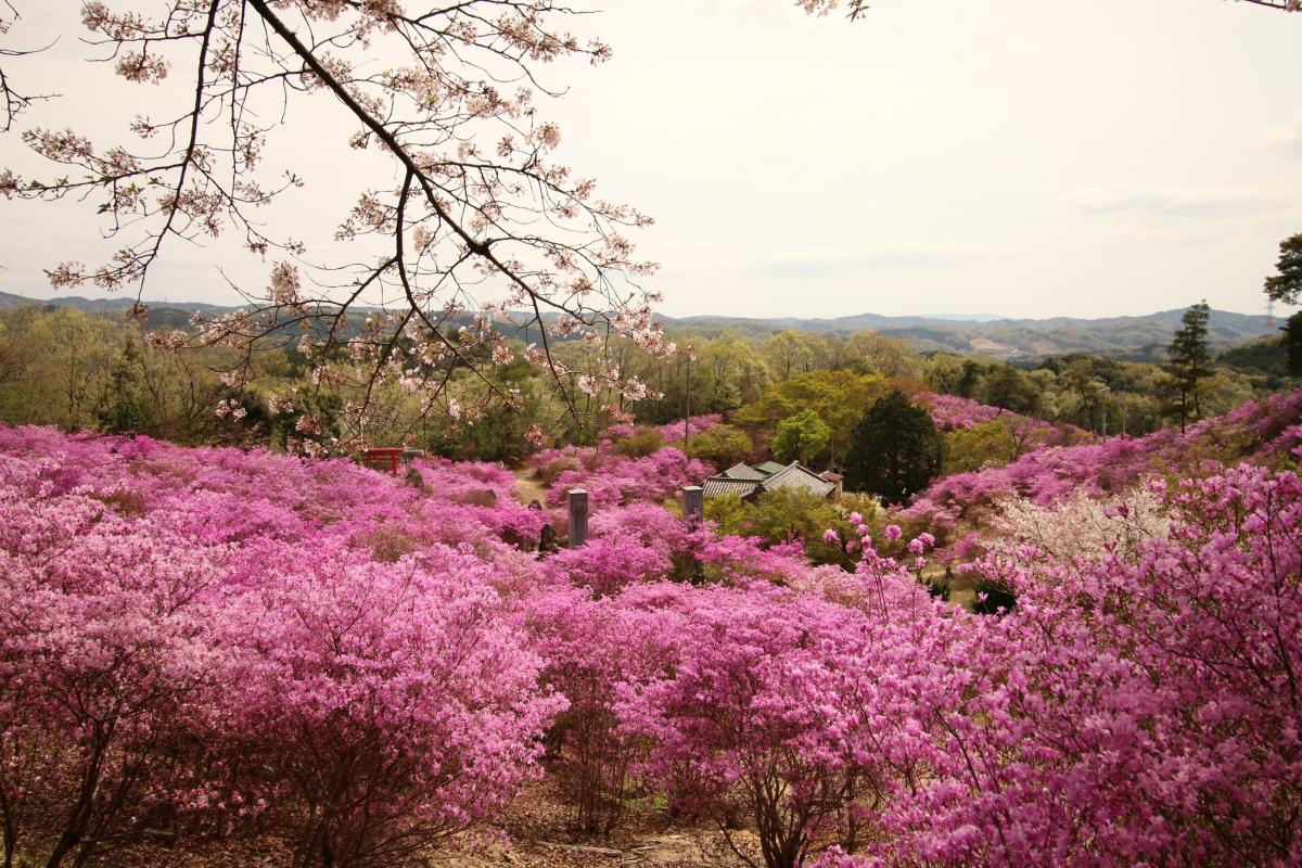 コバノミツバツツジ