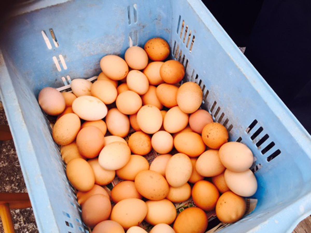 藏咖啡厅&集市 “KOROMO农园”