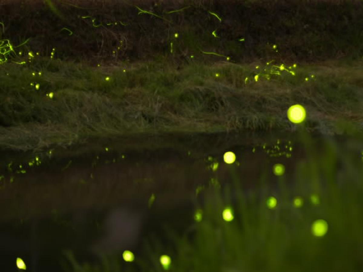 ほたる(稲武地区河川敷周辺（黒田川・名倉川・根羽川))