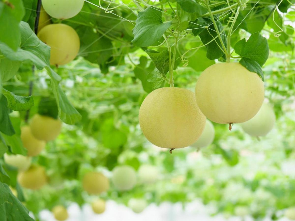 ころころ可愛い♪ころたんメロン狩り