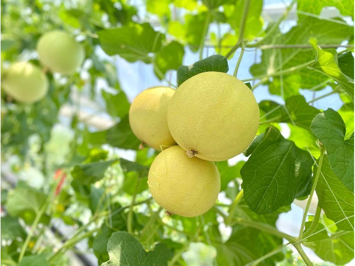 ころたんフェア2025