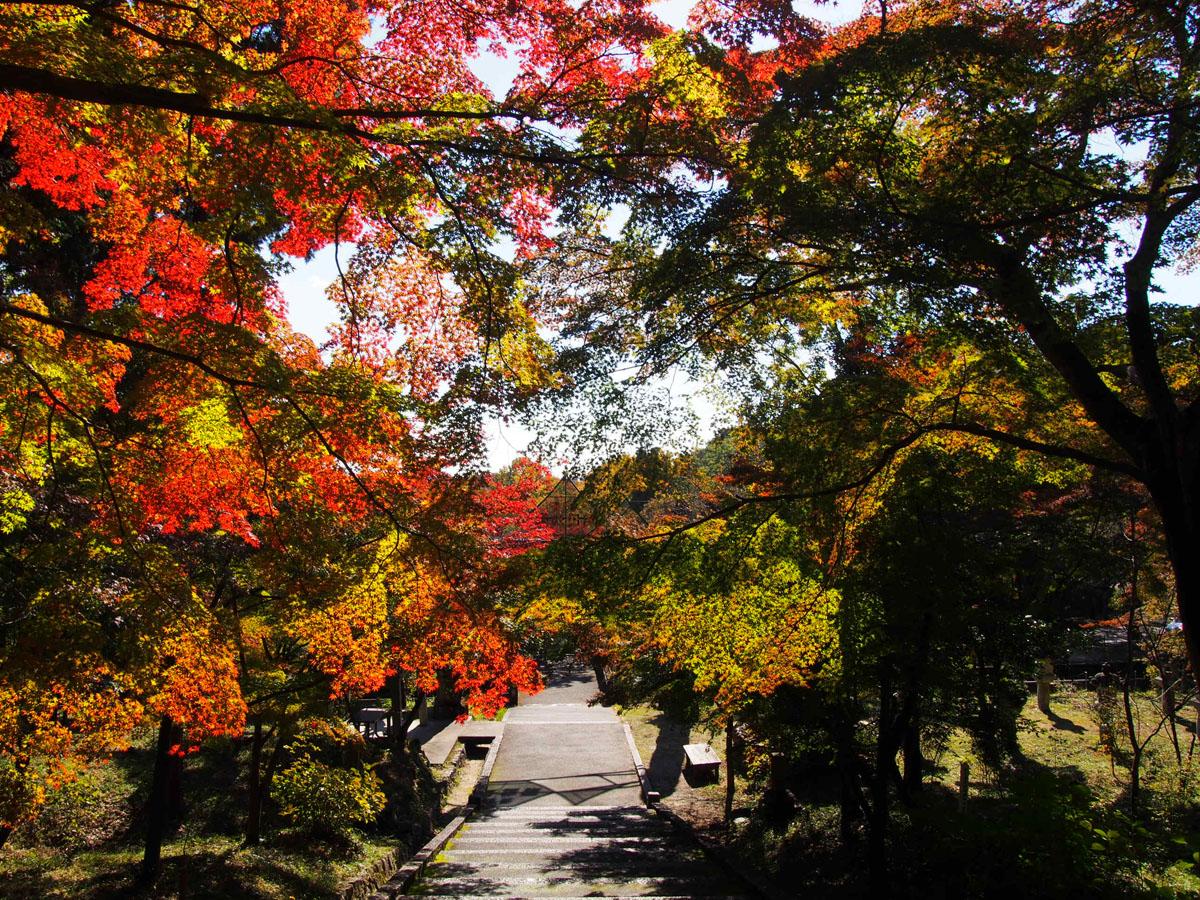 勘八峡紅葉ウオーキング