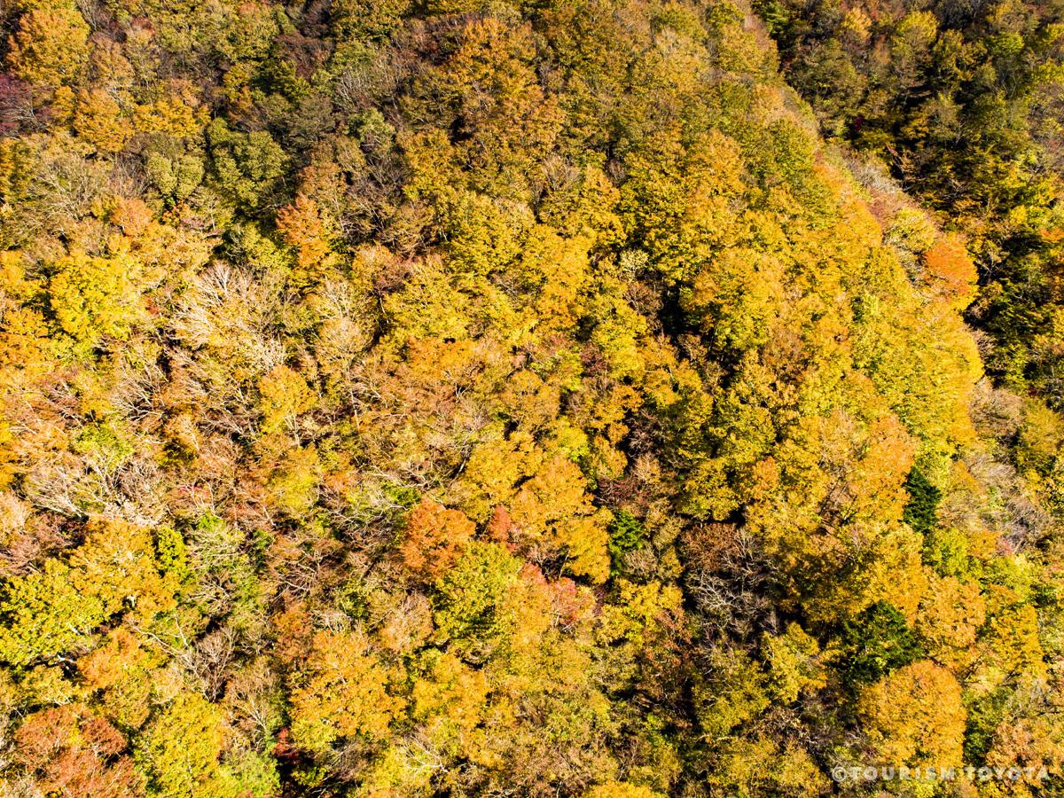 面ノ木園地林の紅葉