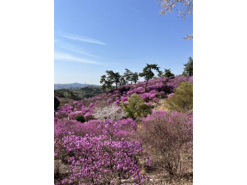 Mrs. Farrer's rhododendron